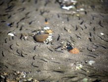 Salmon Fry leaving a creek to enter the saltwater of Puget Sound