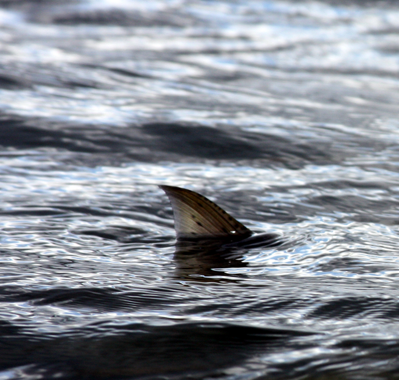 A rare sight, a resident Chinook known as blackmouth cruising the eel grass eating baitfish at water level.  Tailing salmon in the shallows is not easy to witness