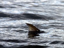 A rare sight, a resident Chinook known as blackmouth cruising the eel grass eating baitfish at water level. Tailing salmon in the shallows is not easy to witness