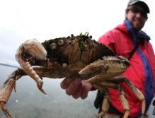 On a slack tide, Ted McDermott chases a crab into the shallows for a closer look