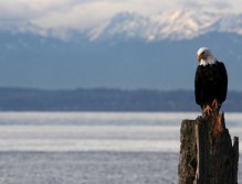 A bald eagle rests on a piling before pouncing on an unsuspecting fish