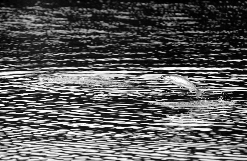 Black and White -- A Cutthroat feeding frenzy, this one caught in mid air pursuing salmon fry