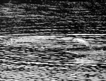 Black and White -- A Cutthroat feeding frenzy, this one caught in mid air pursuing salmon fry