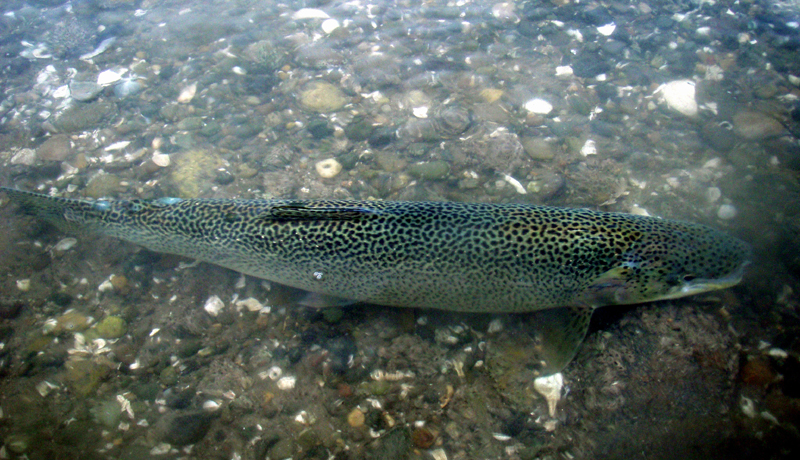 A large cutthroat poses briefly after release before speeding back to the depths