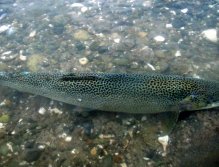 A large cutthroat poses briefly after release before speeding back to the depths