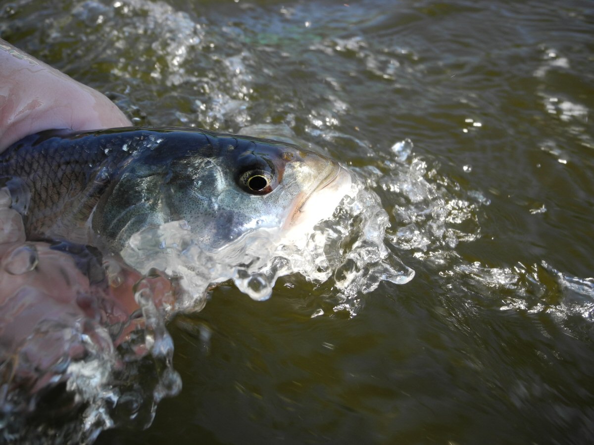 The Next Asp Returning Home