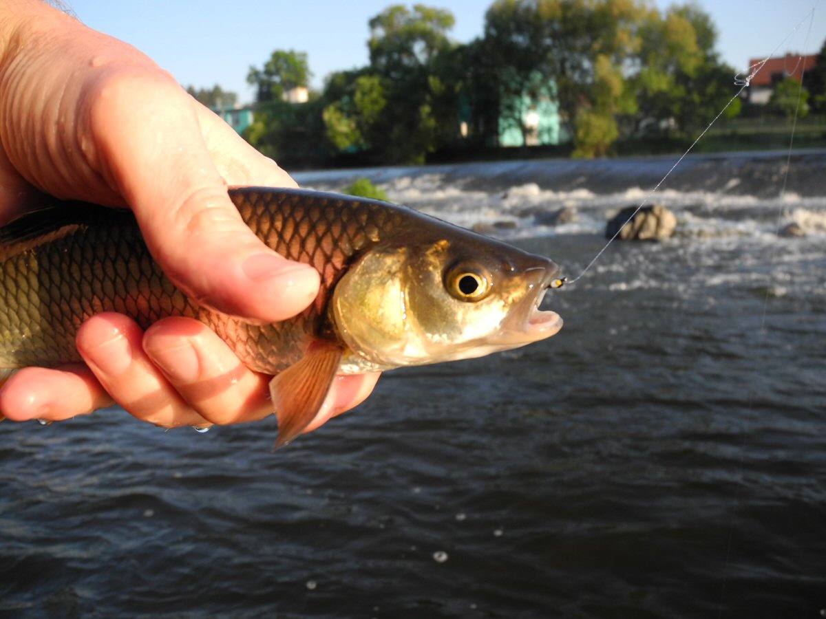 The First Chub of the Day