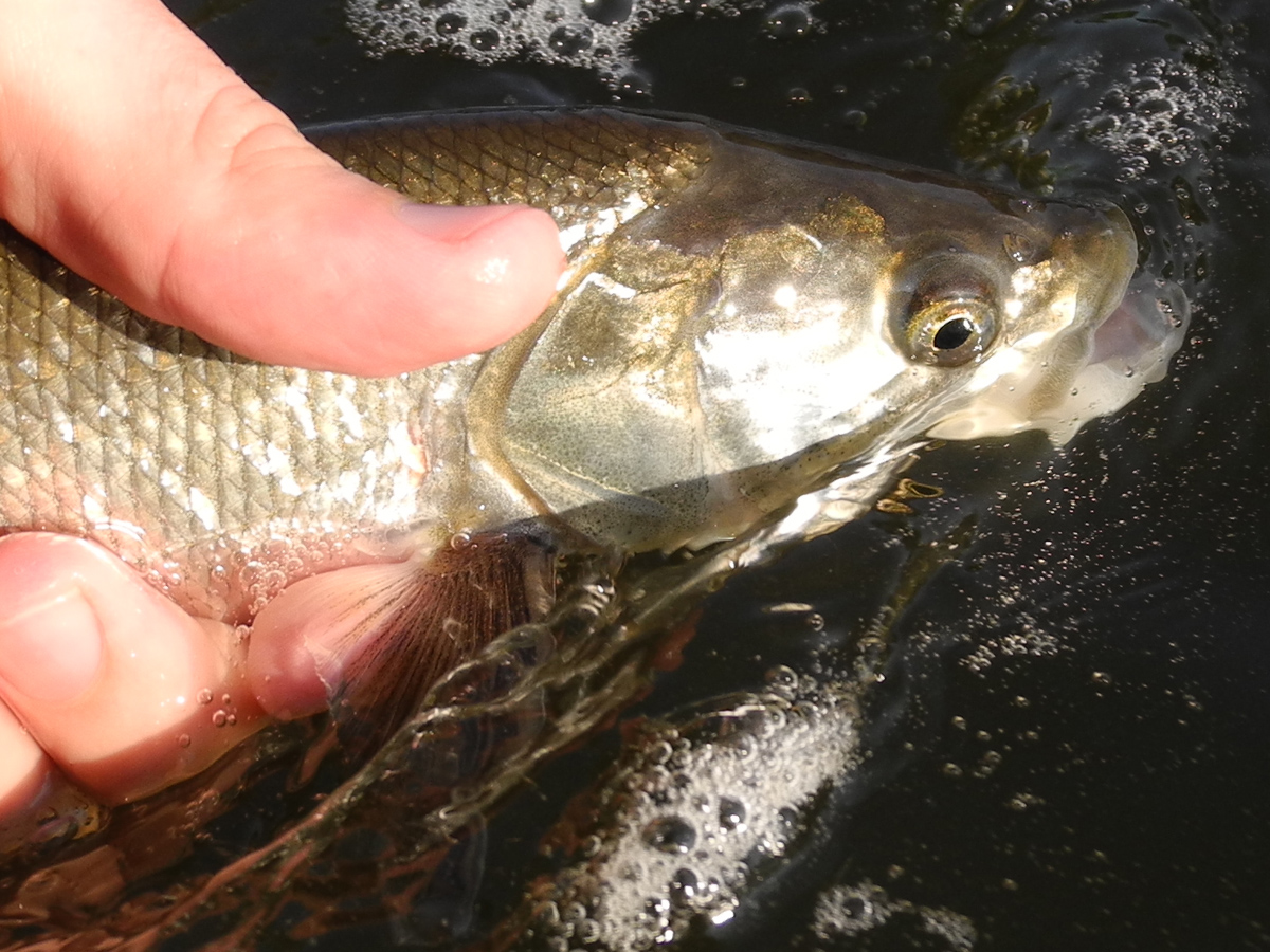 Asp Being Released Back Home