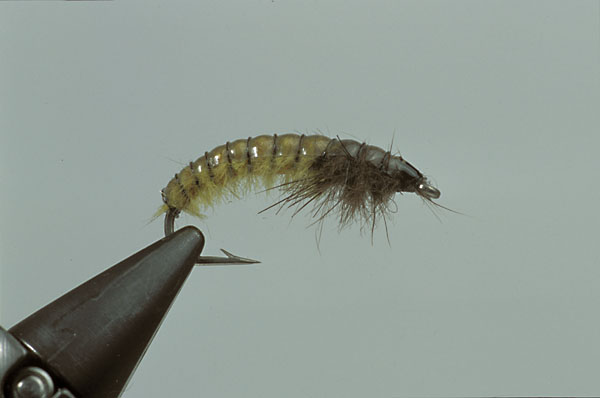 Step10  Pick out the mink hairs to define the legs, and the Caseless Caddis is complete