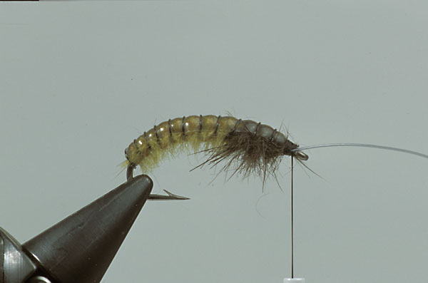 Step9  Wind the monofilament in at least 12 turns to the eye of the hook and tie off. You have now a good and effective segmentation, which is of vital important for this pattern