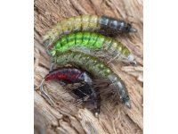 Larva chrostka bez schrnky