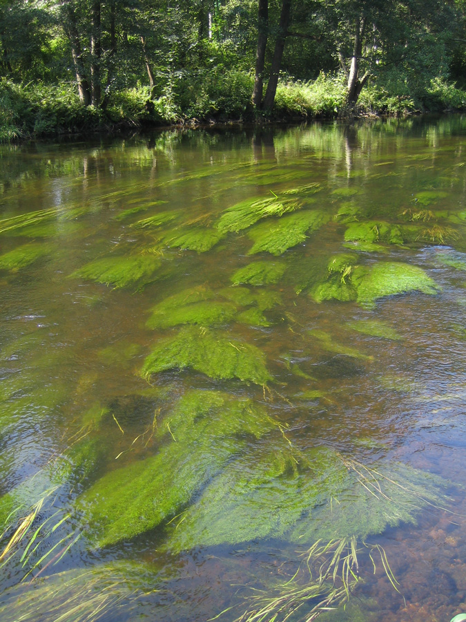 Vltava turning green