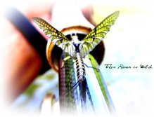 Spring Creek, Green Drake