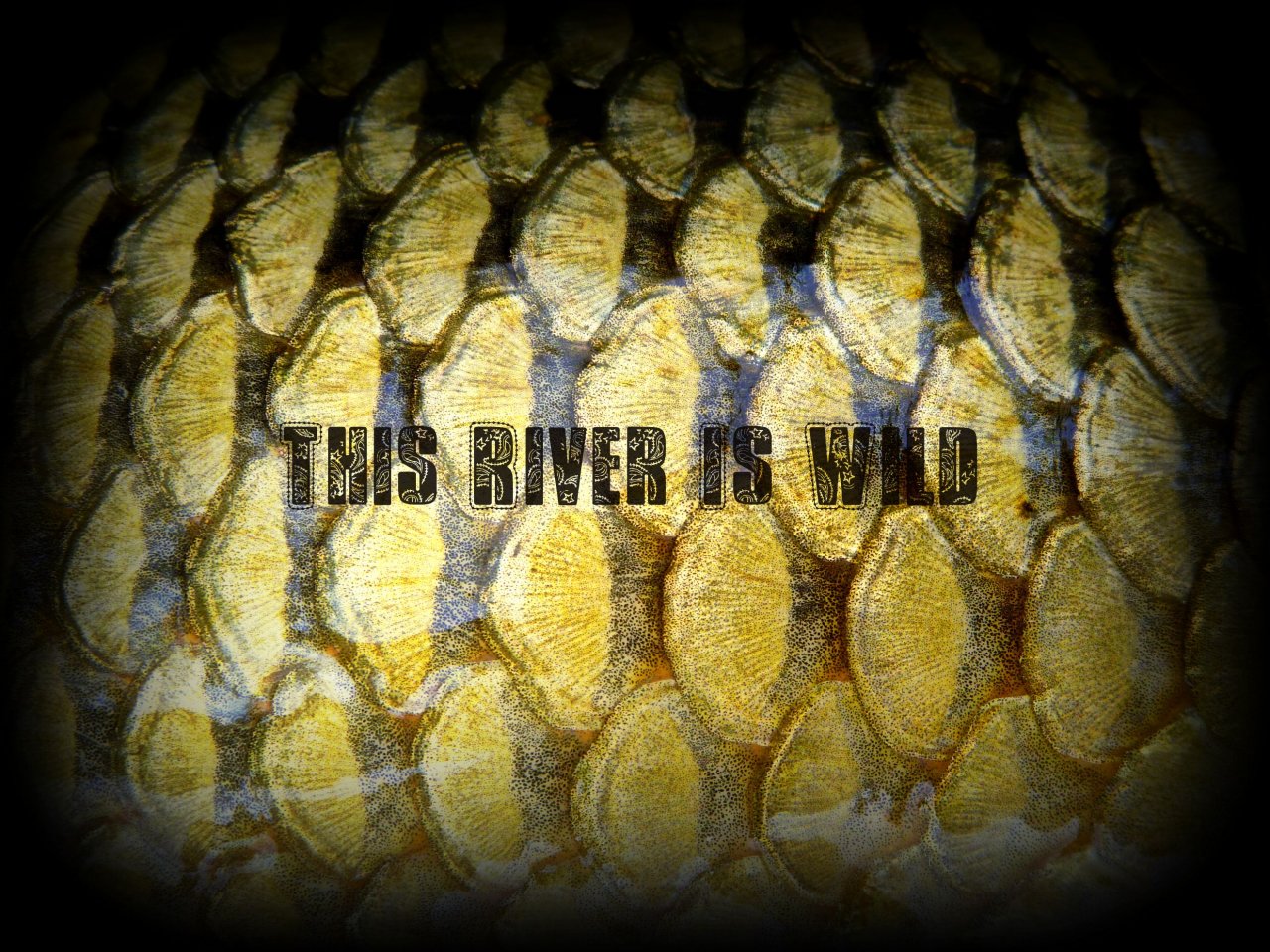 Carp Scales