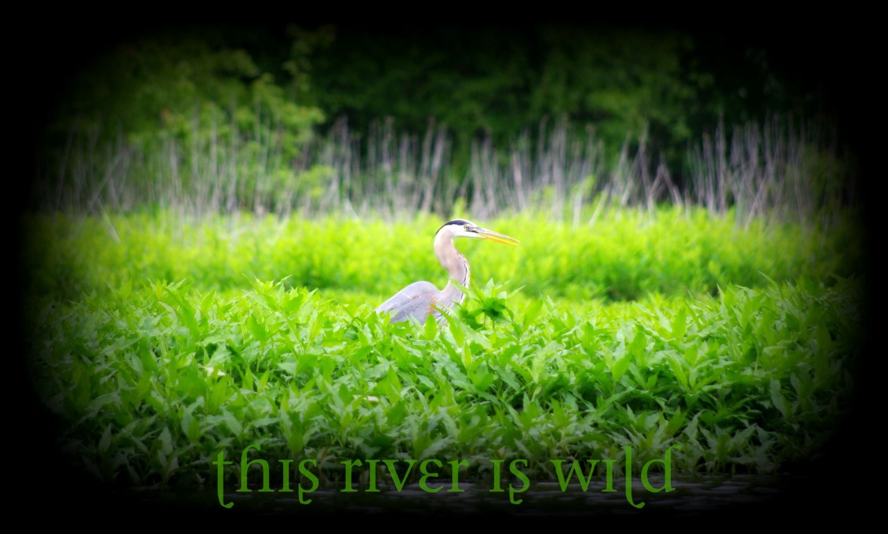 Stalking Great Blue Heron