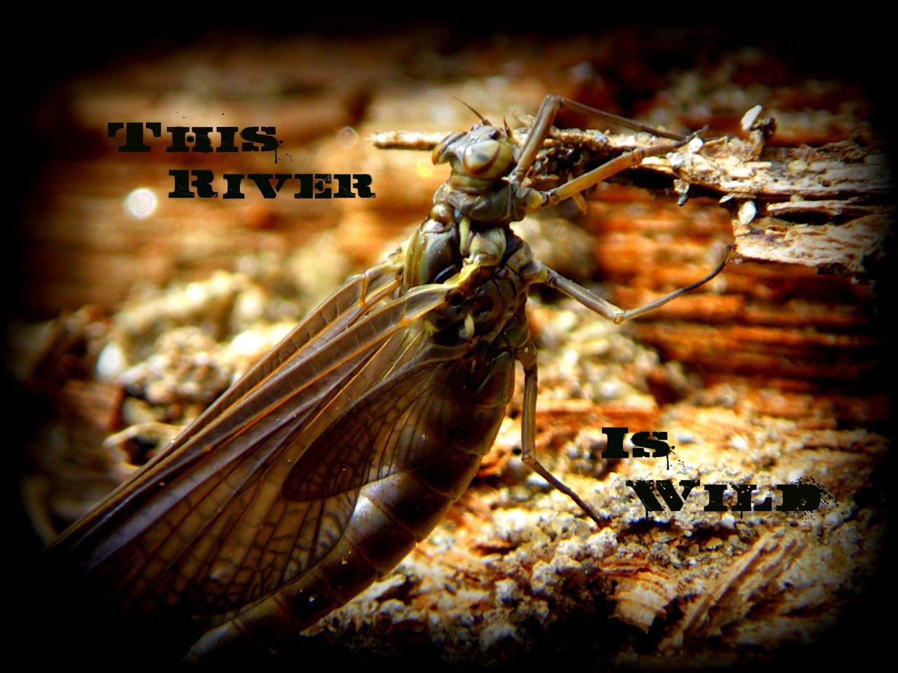 Great Speckled Olive Dun