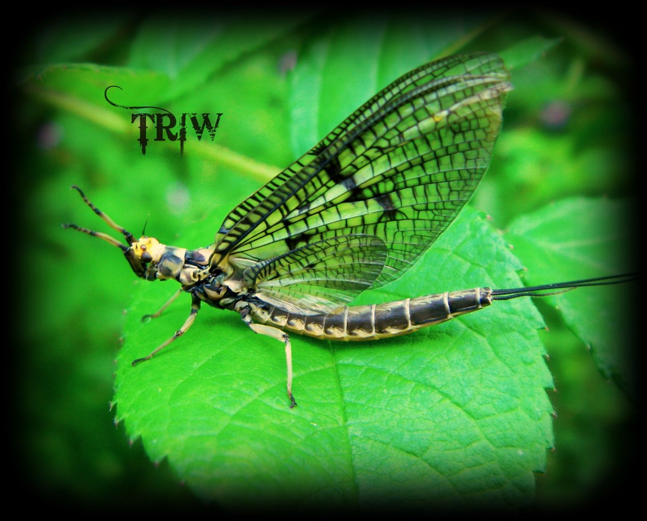 Penns Creek Green Drakes