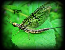 Penns Creek Green Drakes