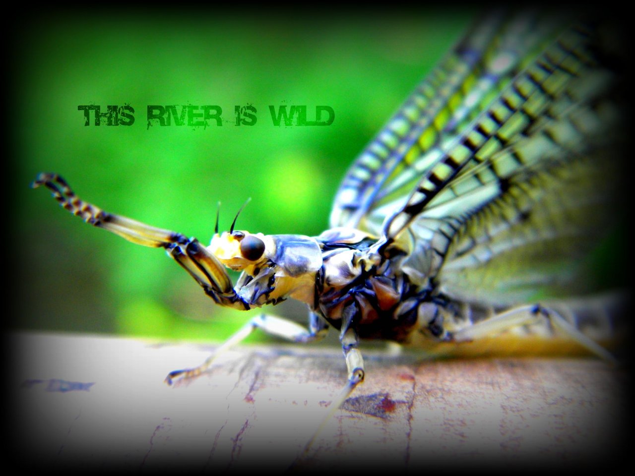 Penns Creek Green Drakes