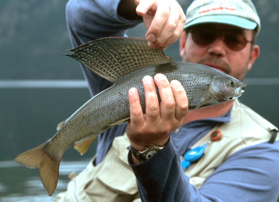 Grayling from Tincup lake