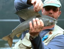 Grayling from Tincup lake