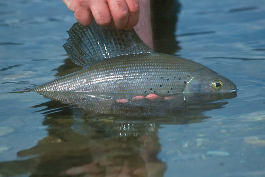 Grayling