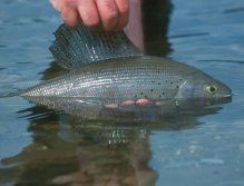 Grayling