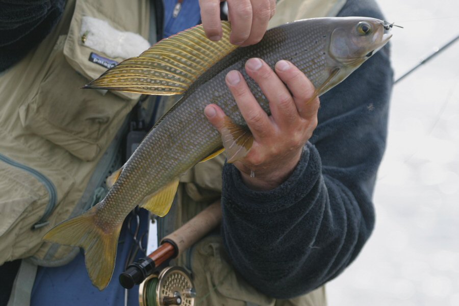 Grayling from Wolf River