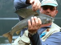 Arctic Grayling