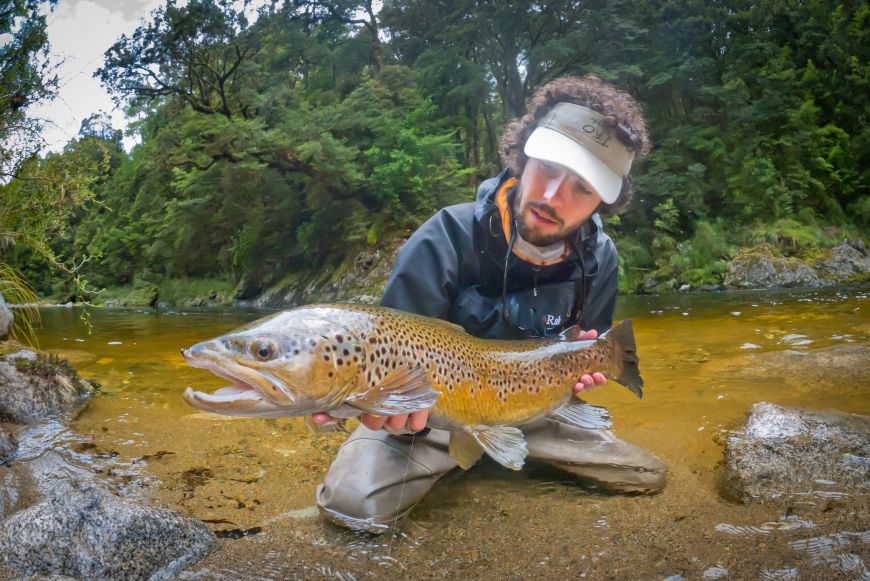 A nice brown from New Zealand with very beautiful color. The black tail of this fish make it unique