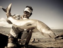 A nice lemon shark sight fished on fly. I don't know why, but this fish got all of my respect