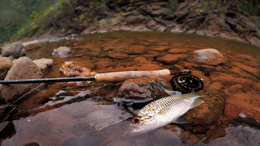 A Jungle Perch in a New Caledonian river
