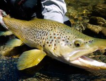 This Brown trout was nymphing in the middle of the river in shallow water. Perfect shape, perfect fins, perfect colors...