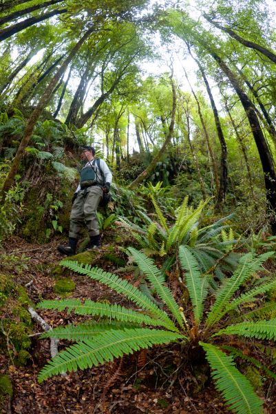 Ferns of this forest made the access for this river mystica