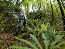 Ferns of this forest made the access for this river mystica