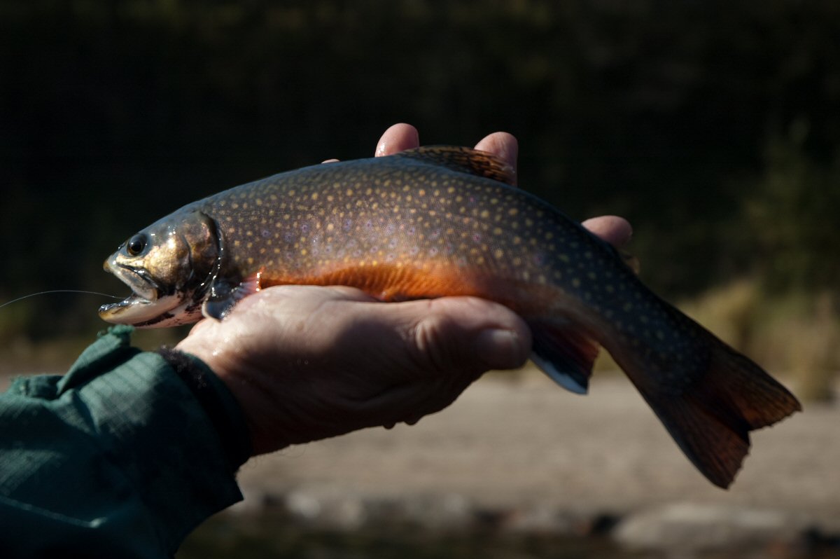 Brook Trout