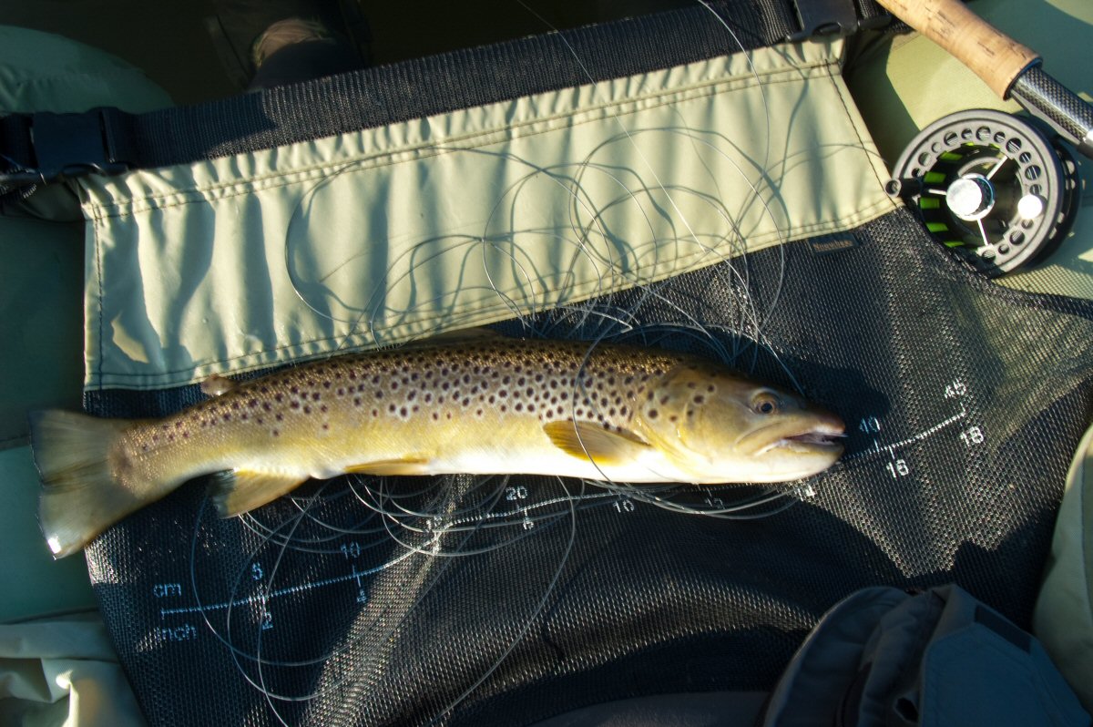 Brown Trout