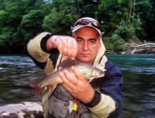 Murino with Grayling