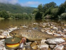 Brown Trout, Lim River