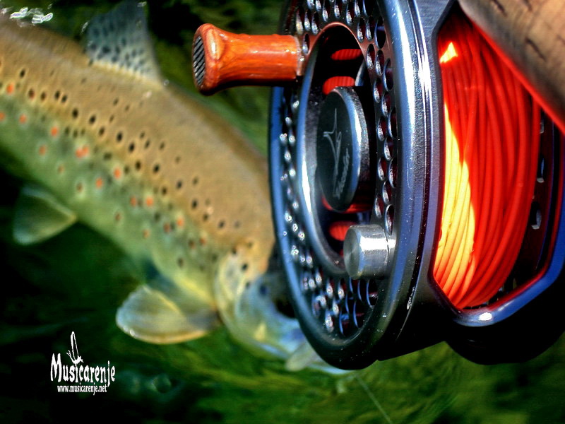 Brown Trout from Lim River