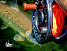 Brown Trout from Lim River