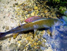 Grayling