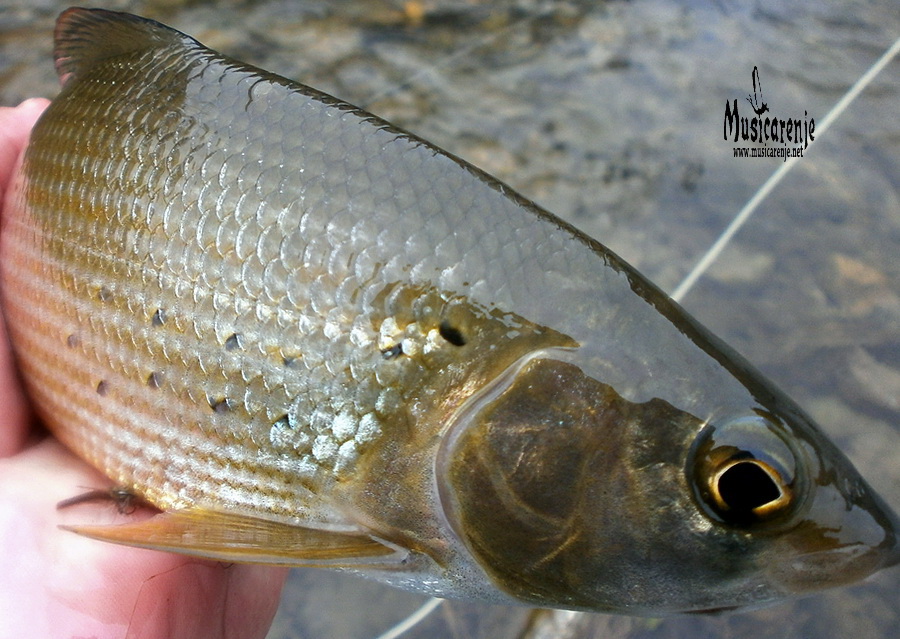 Grayling