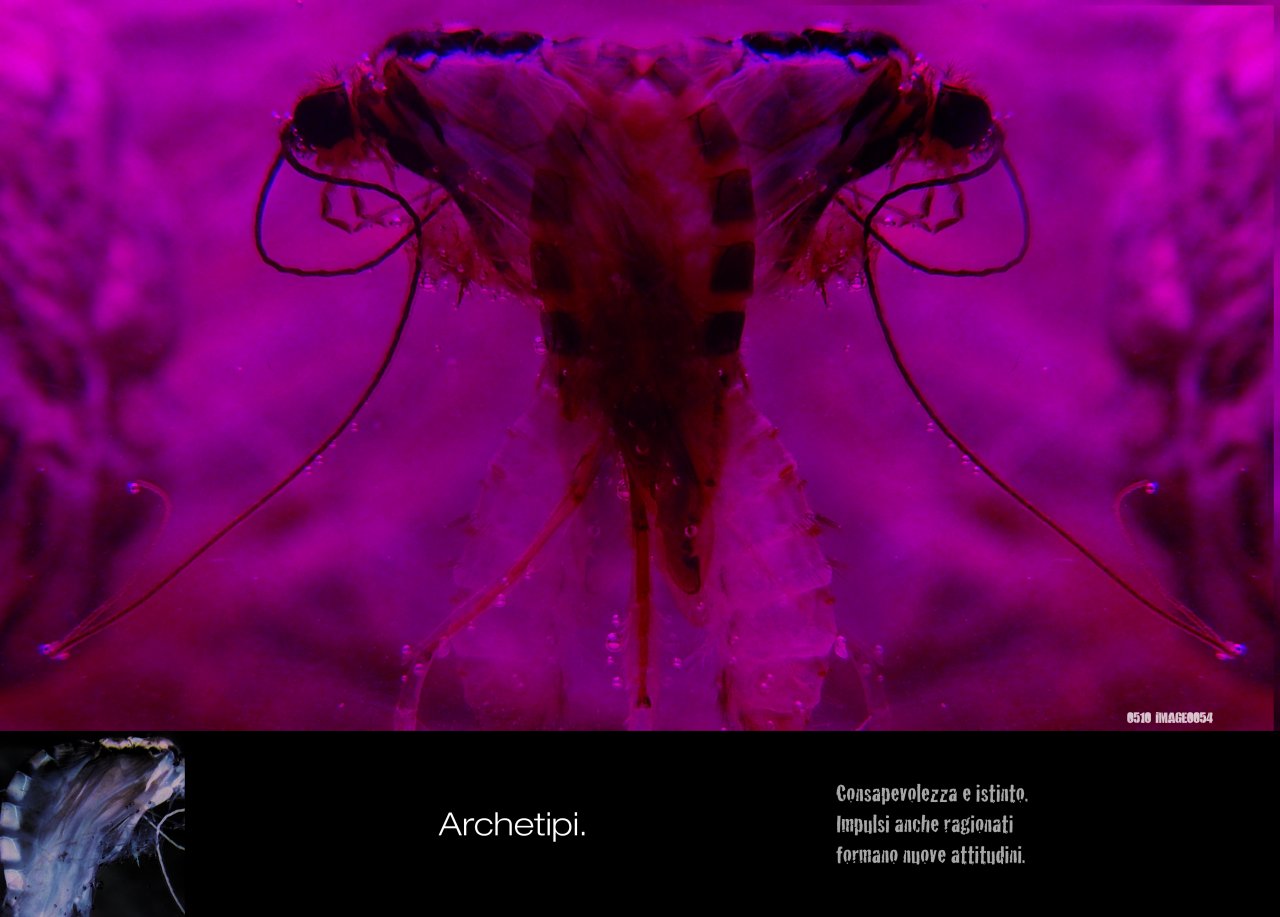 ARCHETYPES. Awareness and instinct. Pulse also reasoned form new attitudes