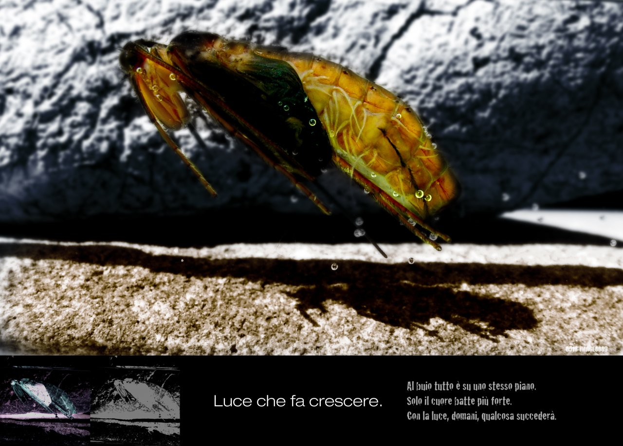LIGHT THAT CREATES GROWTH. Darkness put all ones senses at the same level.  Only the heart beats stronger. With the coming of light something tomorrow will happen