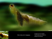 THIS IS BELOW. Traveling to distant lands, the hostile Colchis, where the golden fleece waits to be freed