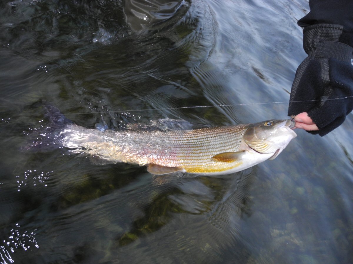 Large Grayling from Goiserer Traun