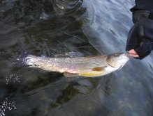 Large Grayling from Goiserer Traun