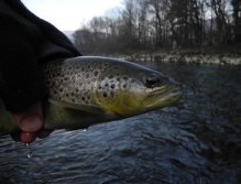 Brown Trout caught on a streamer