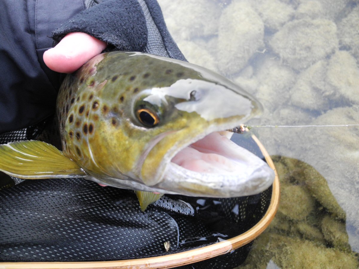 Big Brown caught on small jig nymph